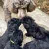 Poodle Royal Poodle Puppies