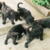 Poodle Royal Poodle Puppies