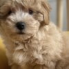 Other Maltipoo puppies for sale