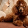 Poodle Red dwarf and toy poodles