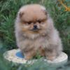 Pomeranian Pomeranian Spitz puppies