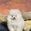 Pomeranian Pomeranian Spitz puppies