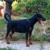 Doberman Pinscher Dobermann litter