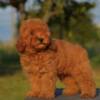 Poodle Toy poodle