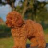 Poodle Toy poodle