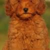 Poodle Toy poodle