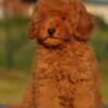 Poodle Toy poodle