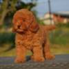 Poodle Toy poodle