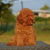 Poodle Toy poodle