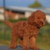 Poodle Toy poodle