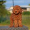 Poodle Toy poodle