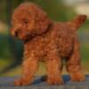 Poodle Toy poodle