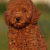 Poodle Toy poodle