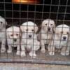 Labrador Retriever Labrador Retriever puppies