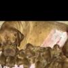 Dogue de Bordeaux Dogue de Bordeaux puppies