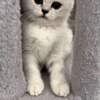 Scottish Fold Scottish Kittens