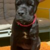 Cane Corso Cane Corso puppies for sale