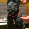 Cane Corso Cane Corso puppies for sale