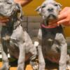 Cane Corso Cane Corso puppies for sale
