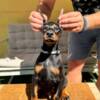 Doberman Pinscher Doberman puppies for sale