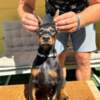 Doberman Pinscher Doberman puppies for sale