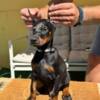 Doberman Pinscher Doberman puppies for sale