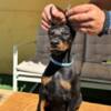 Doberman Pinscher Doberman puppies for sale