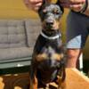 Doberman Pinscher Doberman puppies for sale