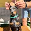 Doberman Pinscher Doberman puppies for sale