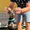 Doberman Pinscher Doberman puppies for sale