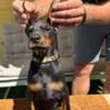 Doberman Pinscher Doberman puppies for sale