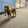 Golden Retriever Service Dog School of America