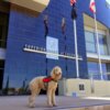 Golden Retriever Service Dog School of America