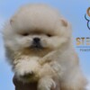 Pomeranian Pomeranian Spitz puppies