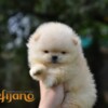 Pomeranian Pomeranian Spitz puppies