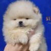 Pomeranian Pomeranian Spitz puppies