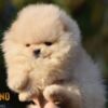 Pomeranian Pomeranian Spitz puppies
