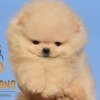 Pomeranian Pomeranian Spitz puppies