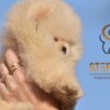 Pomeranian Pomeranian Spitz puppies