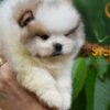 Pomeranian Pomeranian Spitz puppies