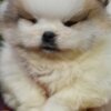 Pomeranian Pomeranian Spitz puppies