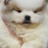 Pomeranian Pomeranian Spitz puppies