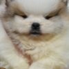 Pomeranian Pomeranian Spitz puppies