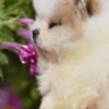 Pomeranian Pomeranian Spitz puppies