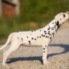 Dalmatian Dalmatian puppies for sale