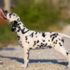 Dalmatian Dalmatian puppies for sale