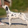 Dalmatian Dalmatian puppies for sale