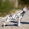 Dalmatian Dalmatian puppies for sale