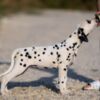 Dalmatian Dalmatian puppies for sale