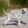 Dalmatian Dalmatian puppies for sale